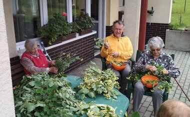 obíráme lipový květ