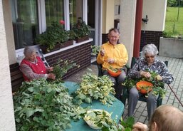 obíráme lipový květ